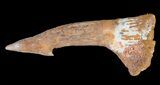 Cretaceous Giant Sawfish (Onchopristis) Rostral Barb #64468-1